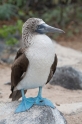 083 Blue-footed booby 01